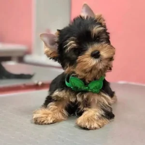 Max
