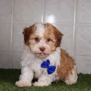 Havanese