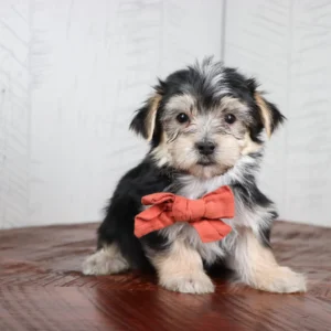 Morkie