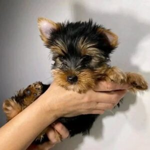 Lilly